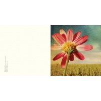 daisywheat