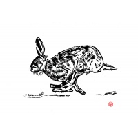hare2_1692304291