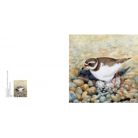 ringedplover
