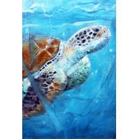 sah_turtle