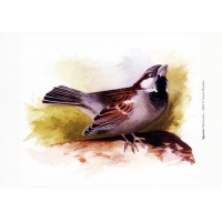sparrowpcards6
