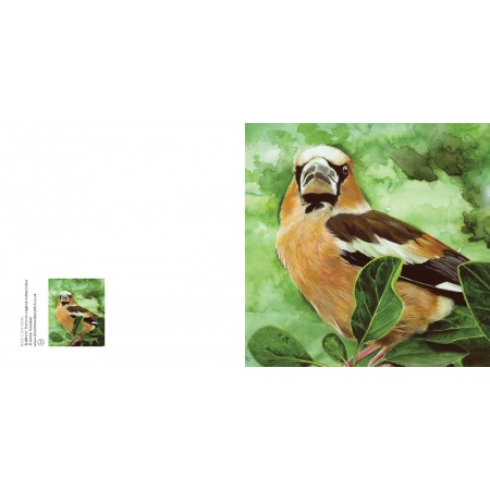 bullfinch