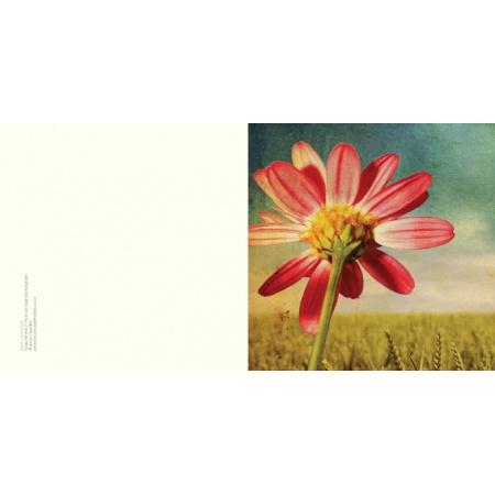 daisywheat