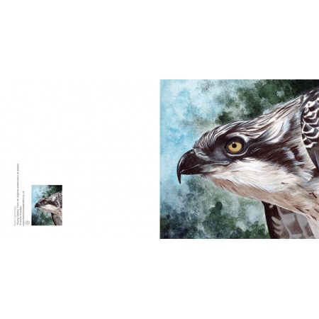 osprey