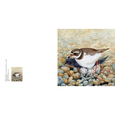 ringedplover
