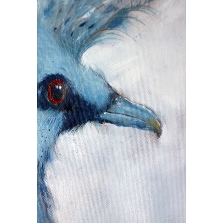 v_pigeon_3